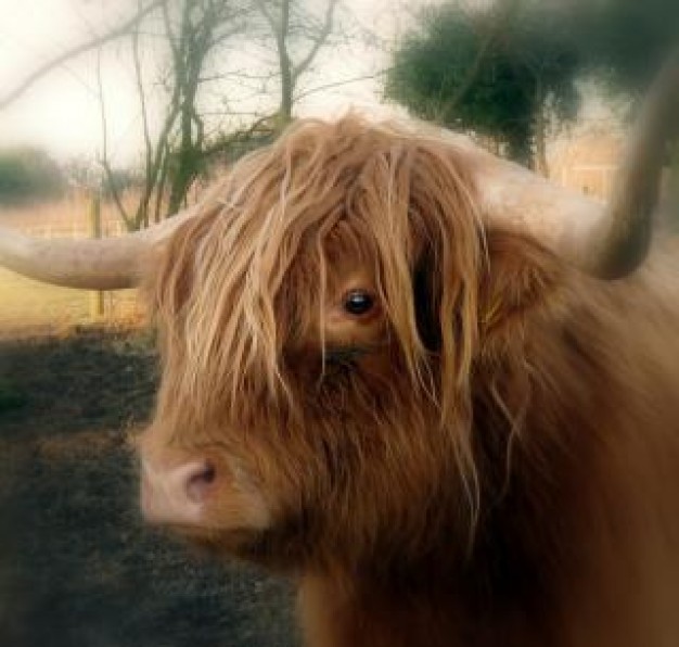 Highland cattle highland Cattle cow animal about Animal Recreation